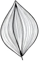 a drawing of a leaf.jpg